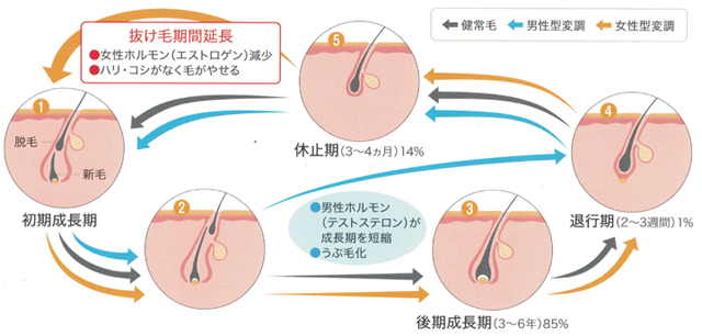 ヘアサイクルの変調